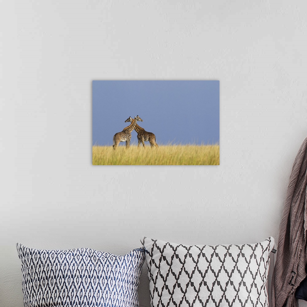 A bohemian room featuring Masai Giraffes, Masai Mara National Reserve, Kenya
