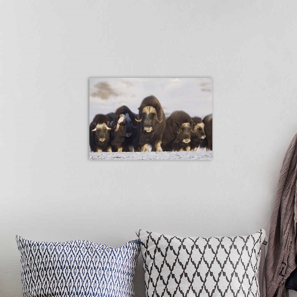 A bohemian room featuring Mature and Young Musk-Ox Bulls With Cows During Winter On The Seward Peninsula, Alaska