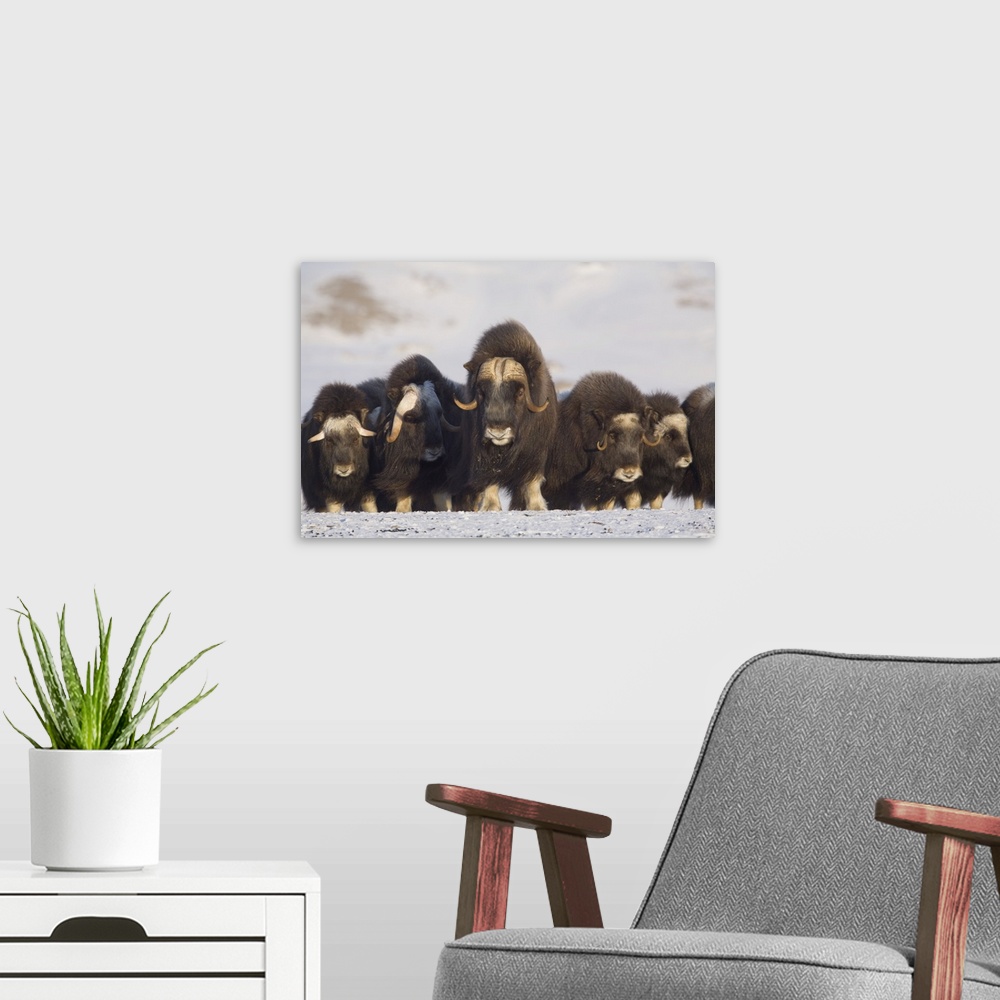 A modern room featuring Mature and Young Musk-Ox Bulls With Cows During Winter On The Seward Peninsula, Alaska
