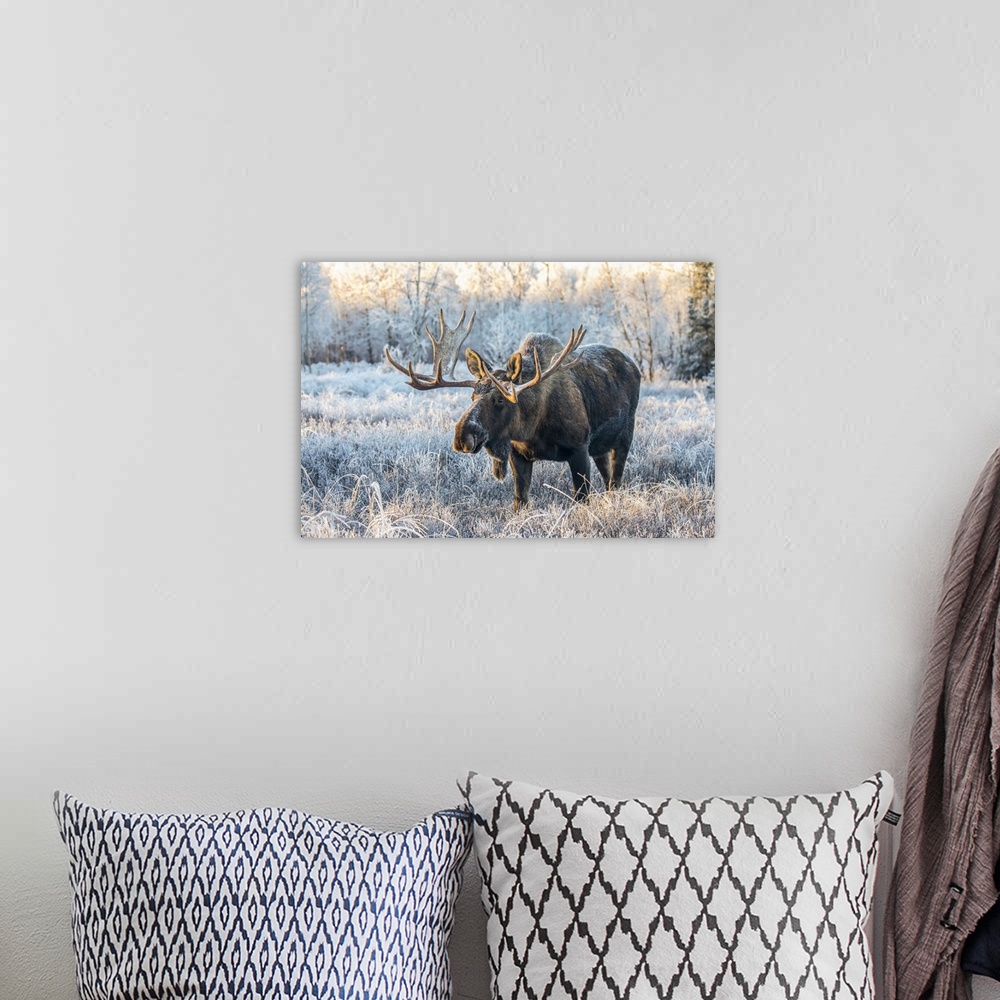 A bohemian room featuring Mature bull moose (Alces alces) standing and feeding in early morning with hoar frost in in the f...