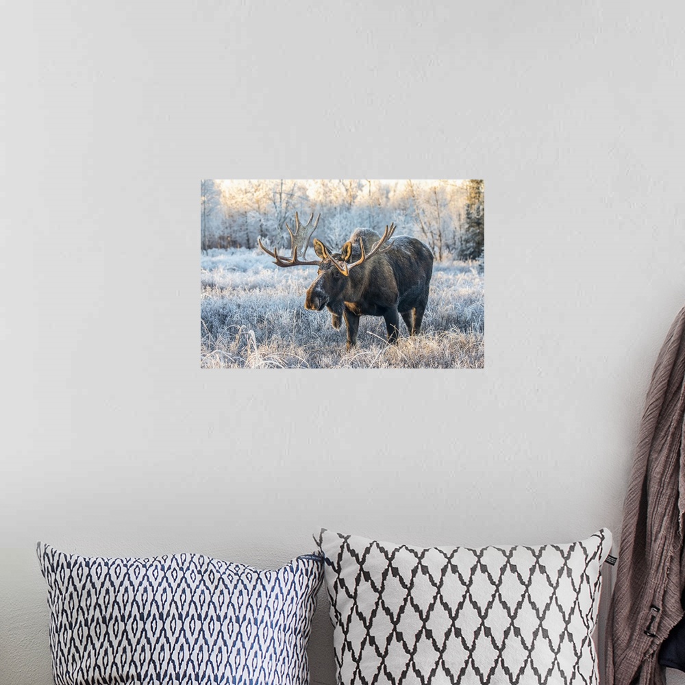A bohemian room featuring Mature bull moose (Alces alces) standing and feeding in early morning with hoar frost in in the f...