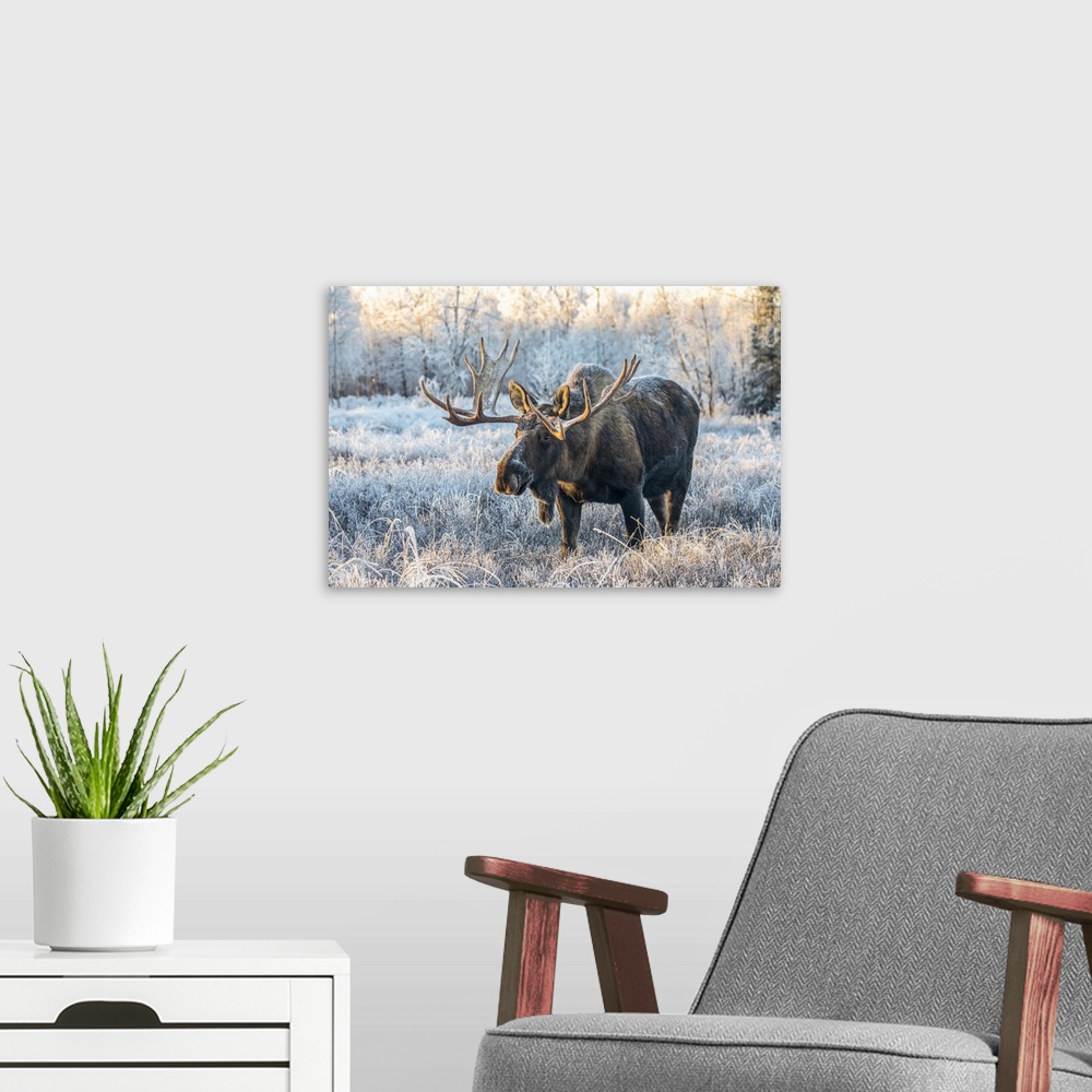 A modern room featuring Mature bull moose (Alces alces) standing and feeding in early morning with hoar frost in in the f...
