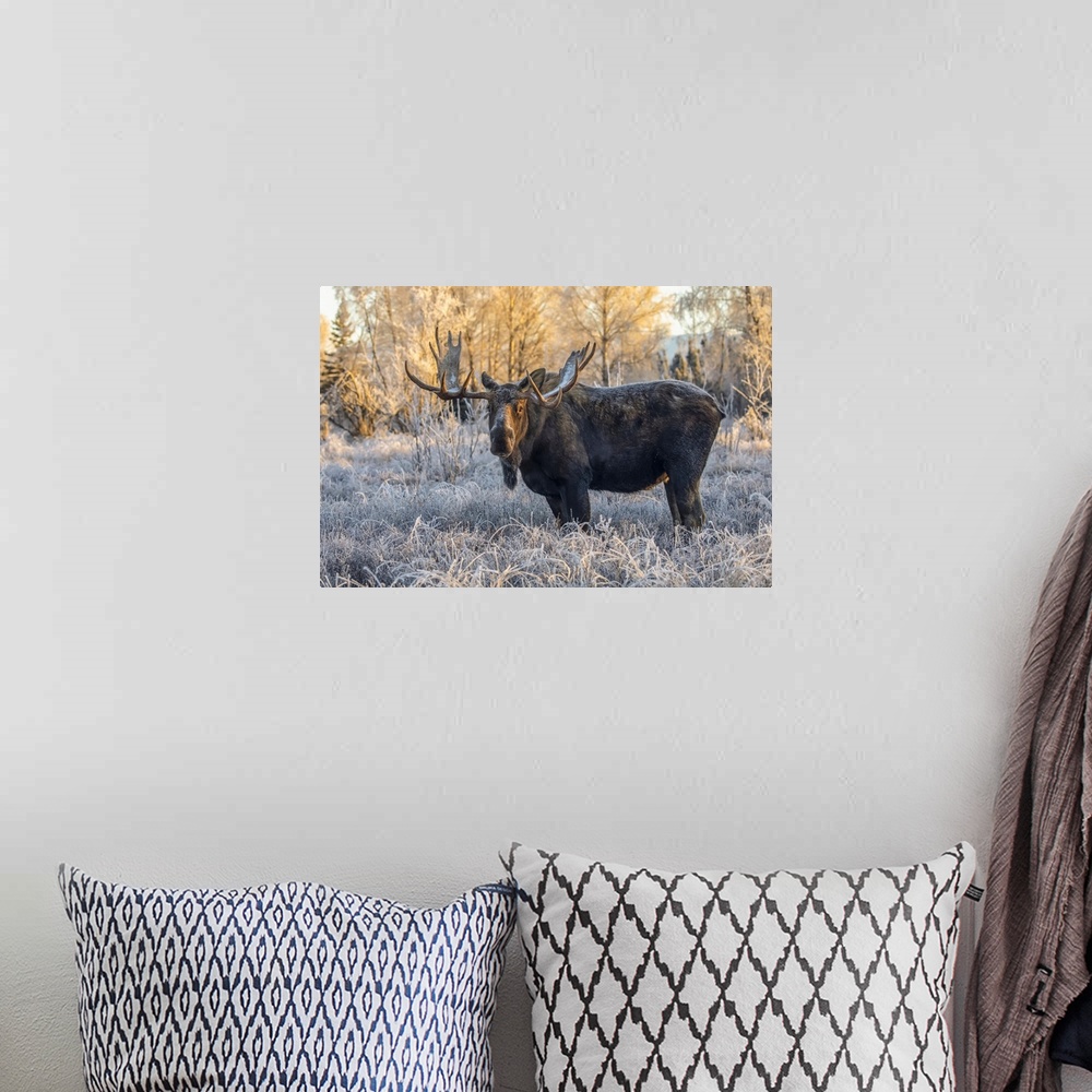 A bohemian room featuring Mature bull moose (alces alces) standing and feeding in early morning with hoar frost in in the f...