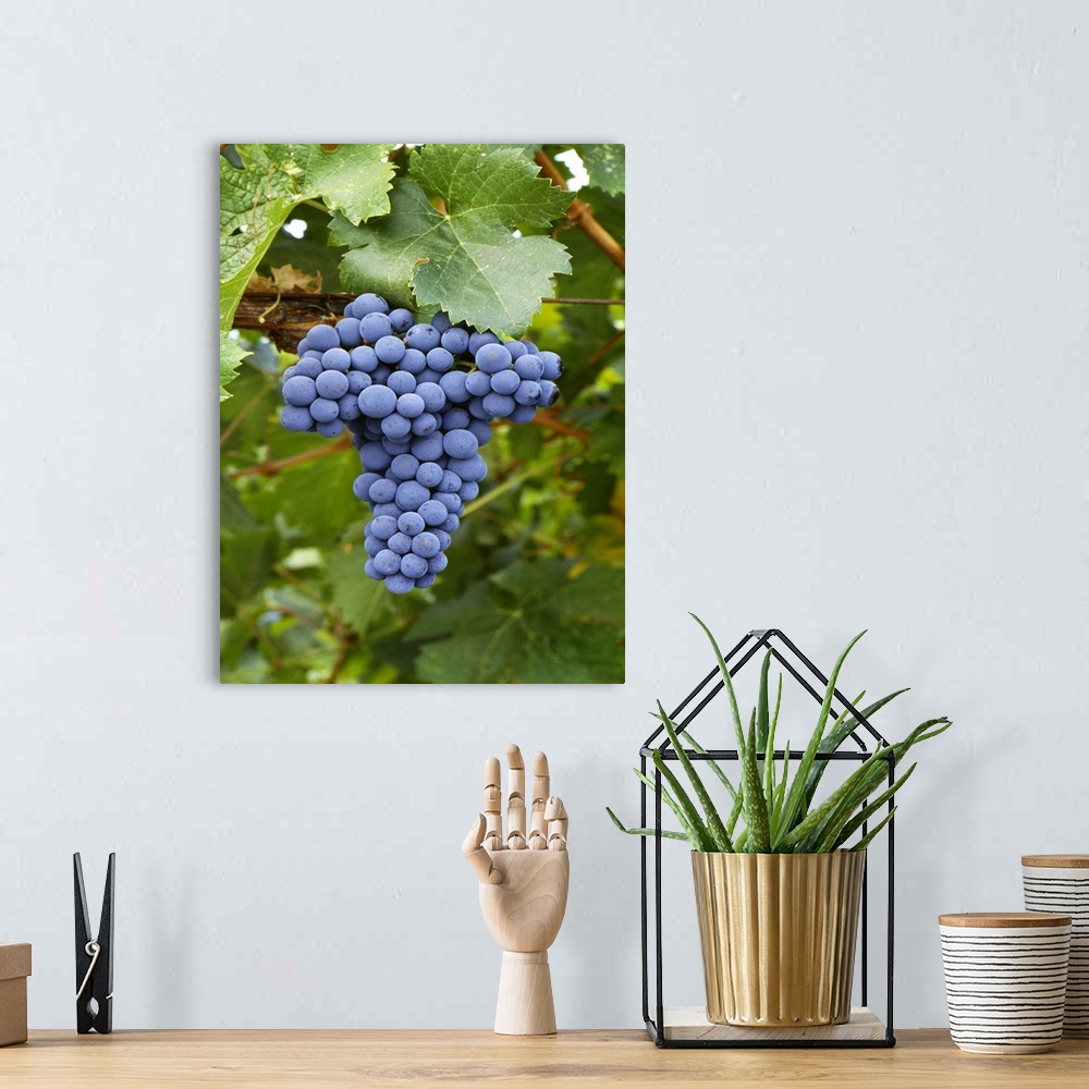 A bohemian room featuring Mature Cabernet Franc wine grape cluster on the vine, Sonoma County, California