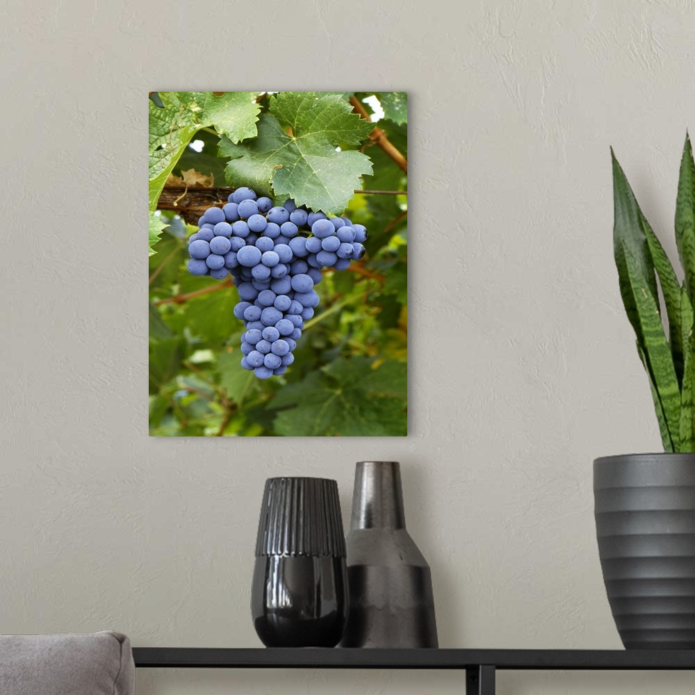 A modern room featuring Mature Cabernet Franc wine grape cluster on the vine, Sonoma County, California