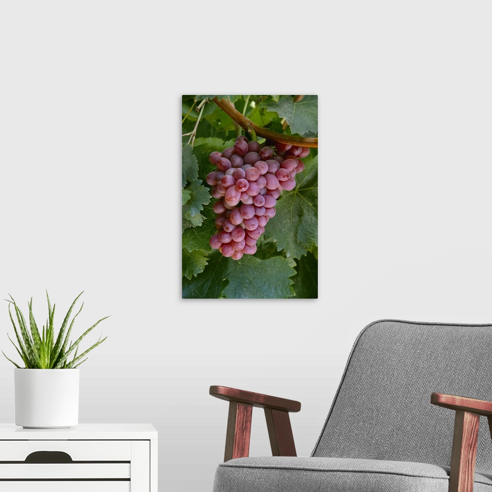 A modern room featuring Mature cluster of Crimson Seedless table grapes on the vine, ready for harvest