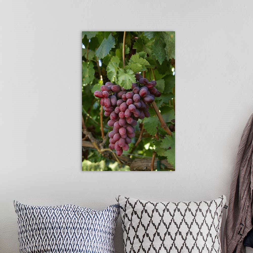 A bohemian room featuring Mature Crimson Seedless table grapes on the vine, San Joaquin Valley, California