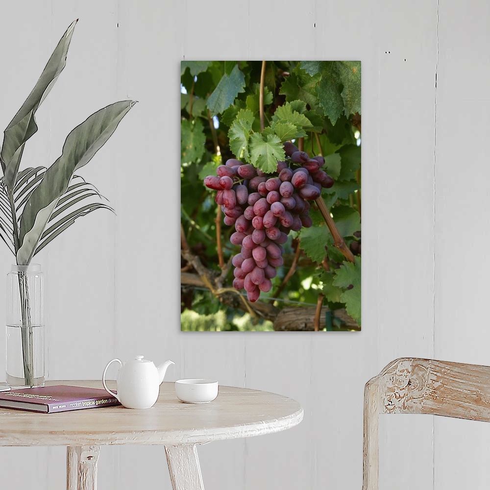 A farmhouse room featuring Mature Crimson Seedless table grapes on the vine, San Joaquin Valley, California