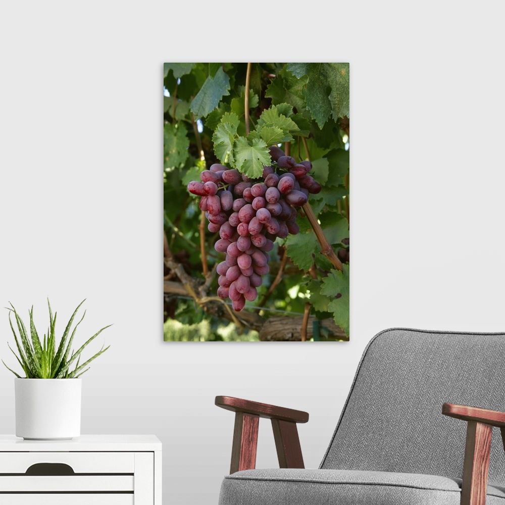 A modern room featuring Mature Crimson Seedless table grapes on the vine, San Joaquin Valley, California
