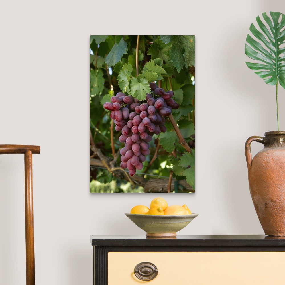 A traditional room featuring Mature Crimson Seedless table grapes on the vine, San Joaquin Valley, California
