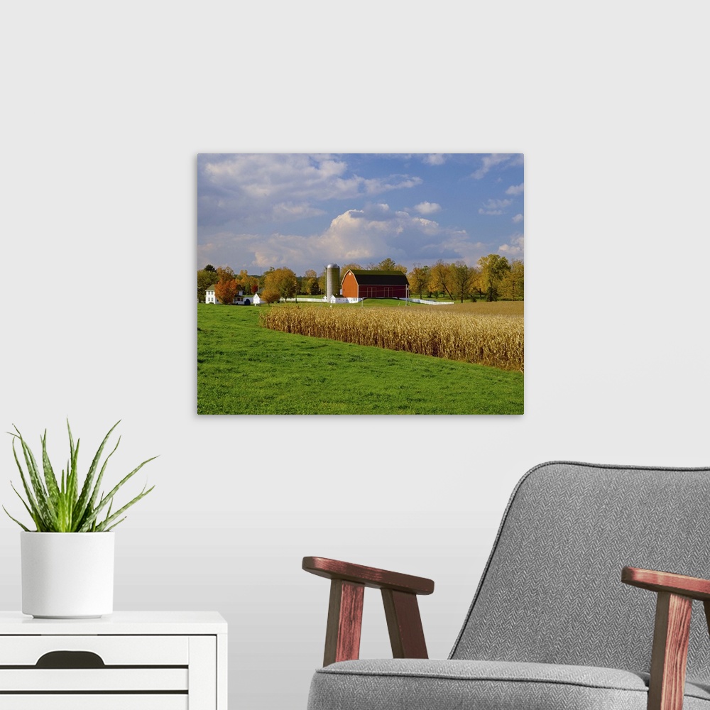 A modern room featuring Mature, harvest ready grain corn fields
