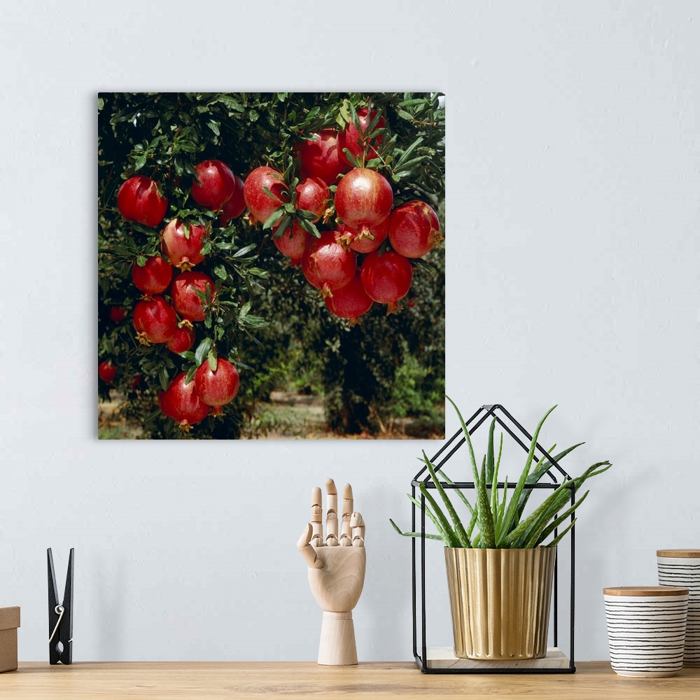 A bohemian room featuring Mature, harvest ready pomegranates on the tree