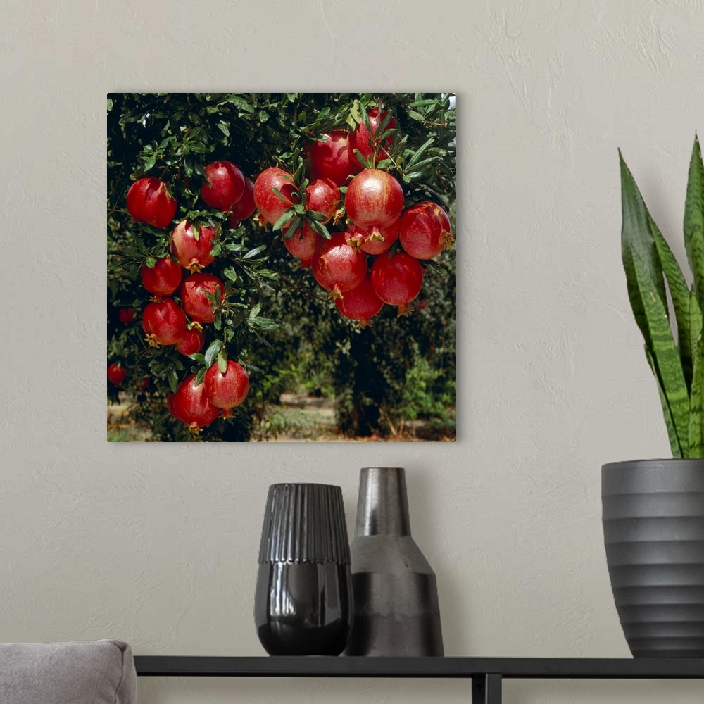 A modern room featuring Mature, harvest ready pomegranates on the tree