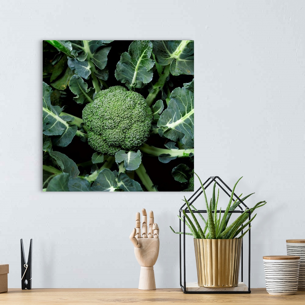 A bohemian room featuring Mature head of broccoli ready for harvest, Salinas Valley, California