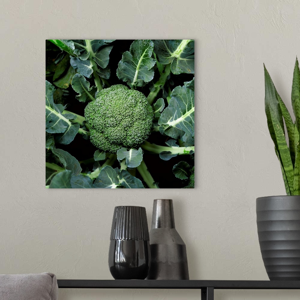 A modern room featuring Mature head of broccoli ready for harvest, Salinas Valley, California