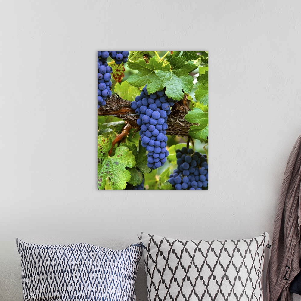 A bohemian room featuring Mature Merlot wine grape clusters on the vine, ripe and ready for harvest