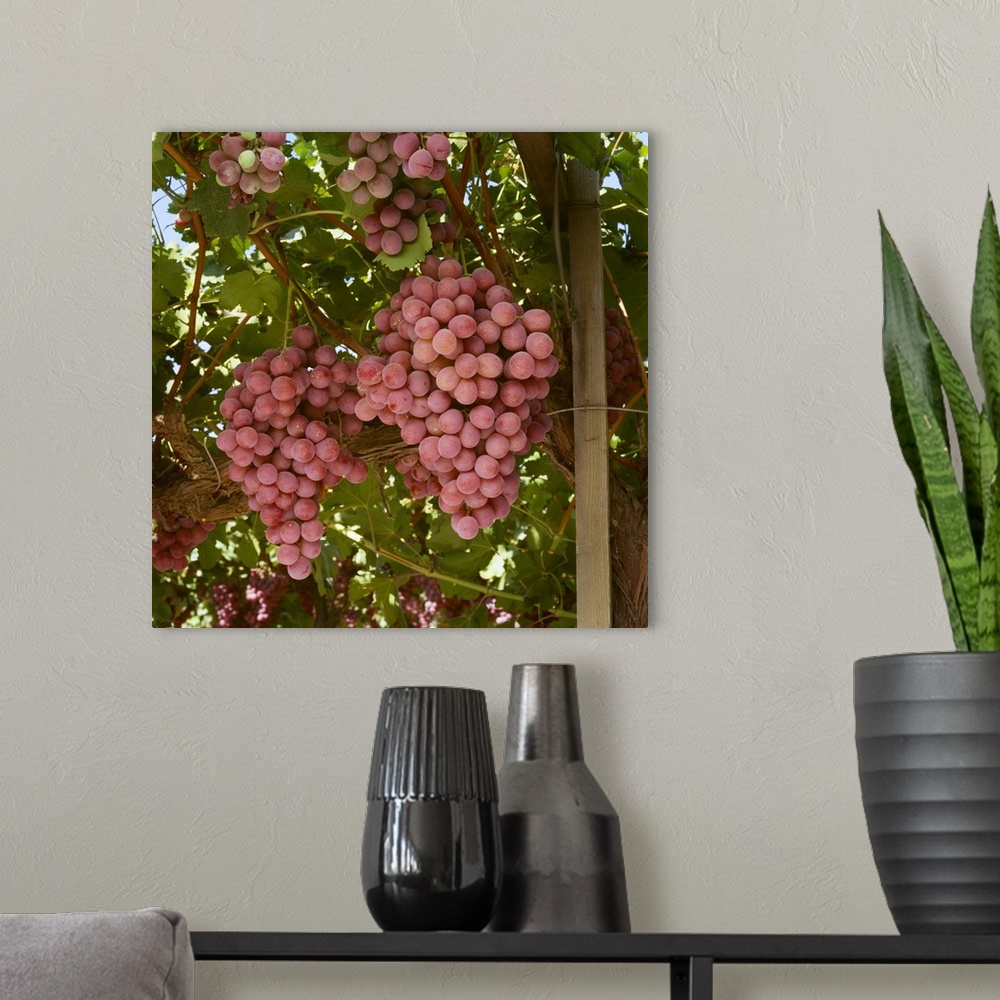 A modern room featuring Mature Red Globe table grapes on the vine, Fresno County, California