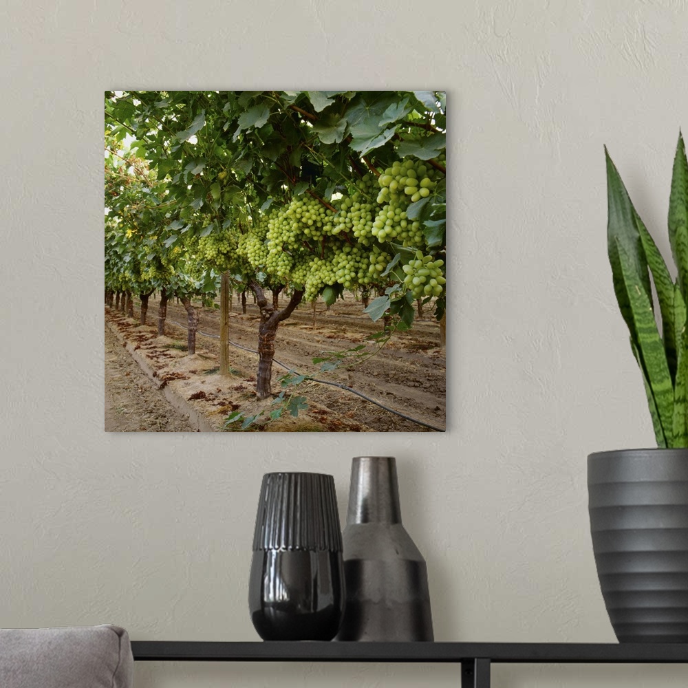 A modern room featuring Mature Thompson Seedless table grapes on the vine, Fresno County, California