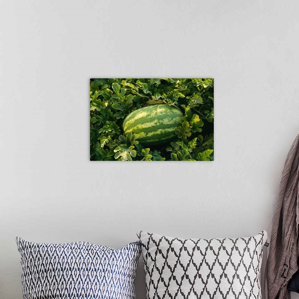 A bohemian room featuring Mature watermelon in the field, ready for harvest, Tennessee