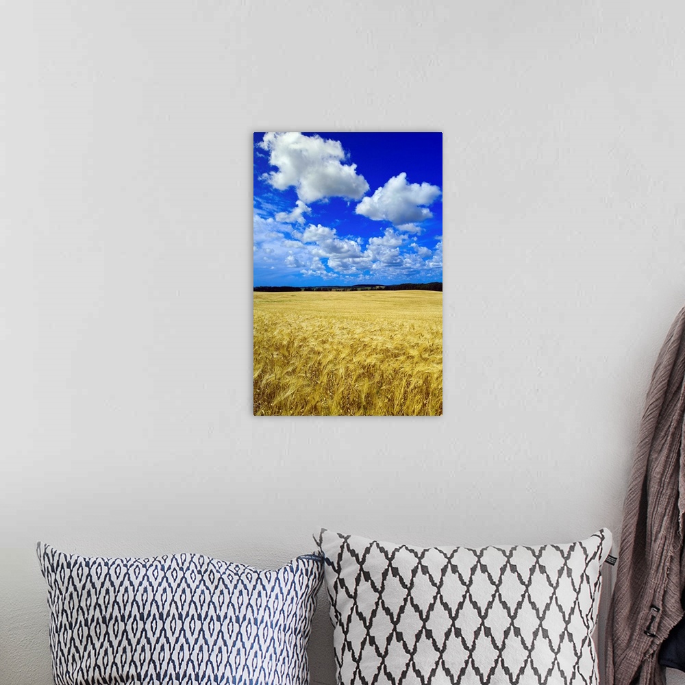 A bohemian room featuring Maturing Barley Crop And Sky With Cumulus Clouds, Manitoba, Canada