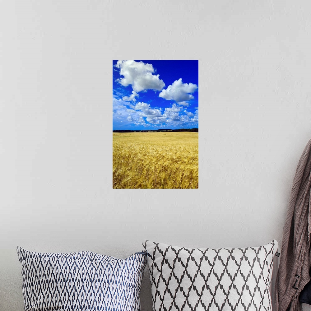 A bohemian room featuring Maturing Barley Crop And Sky With Cumulus Clouds, Manitoba, Canada