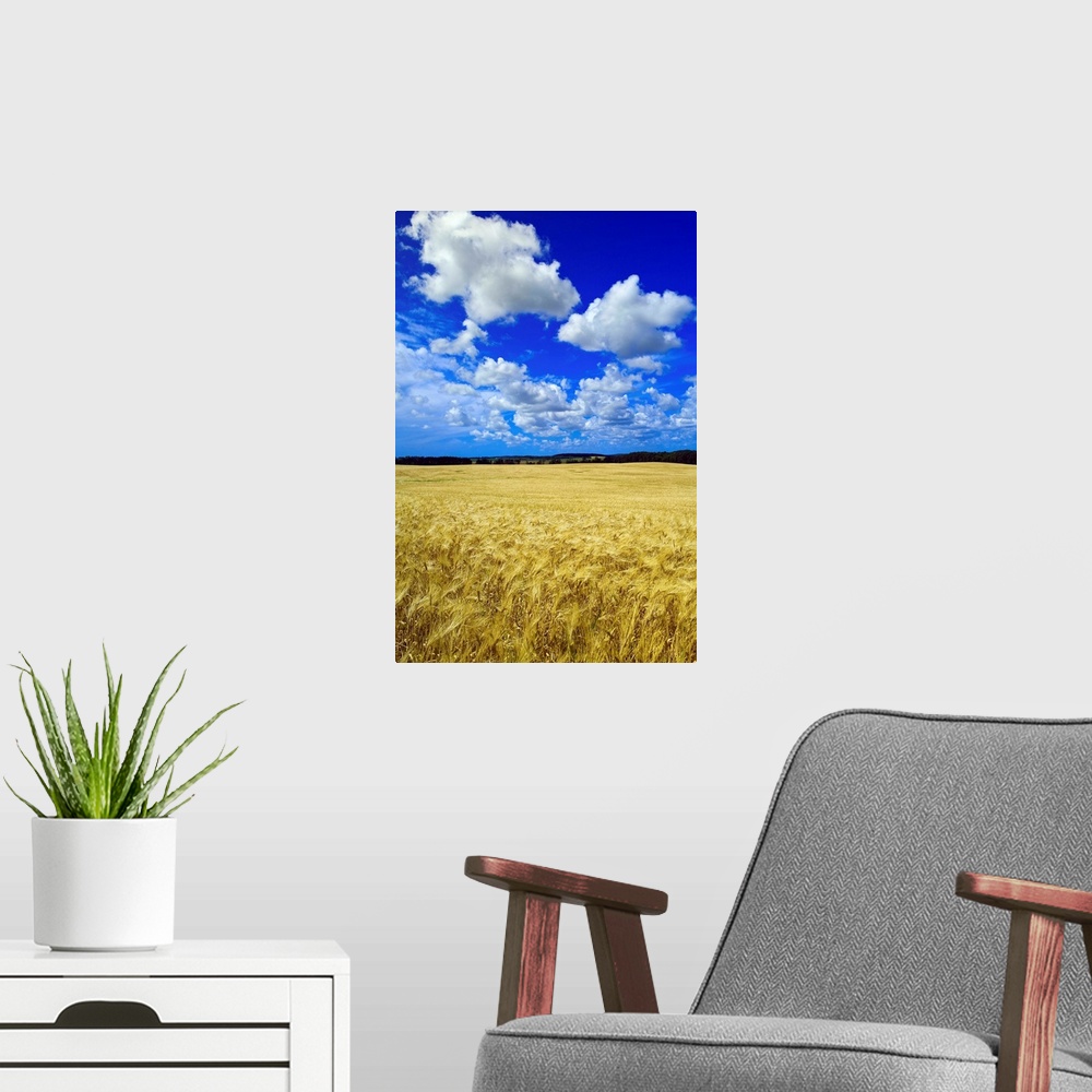 A modern room featuring Maturing Barley Crop And Sky With Cumulus Clouds, Manitoba, Canada