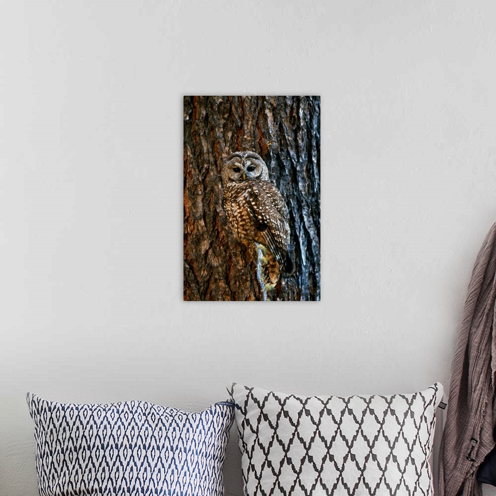 A bohemian room featuring Mexican Spotted Owl Camouflaged Against Tree Bark