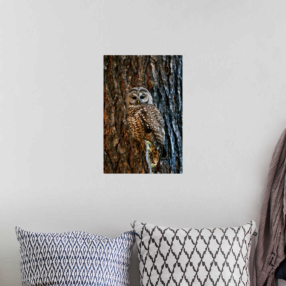 A bohemian room featuring Mexican Spotted Owl Camouflaged Against Tree Bark