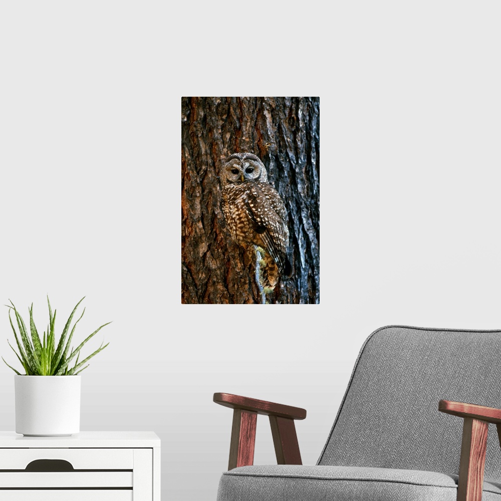 A modern room featuring Mexican Spotted Owl Camouflaged Against Tree Bark