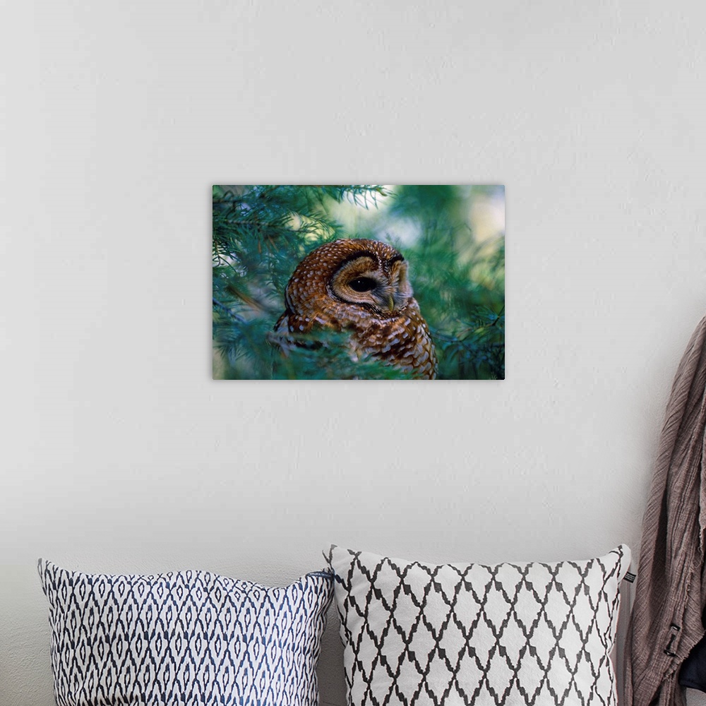 A bohemian room featuring Mexican Spotted Owl In Tree