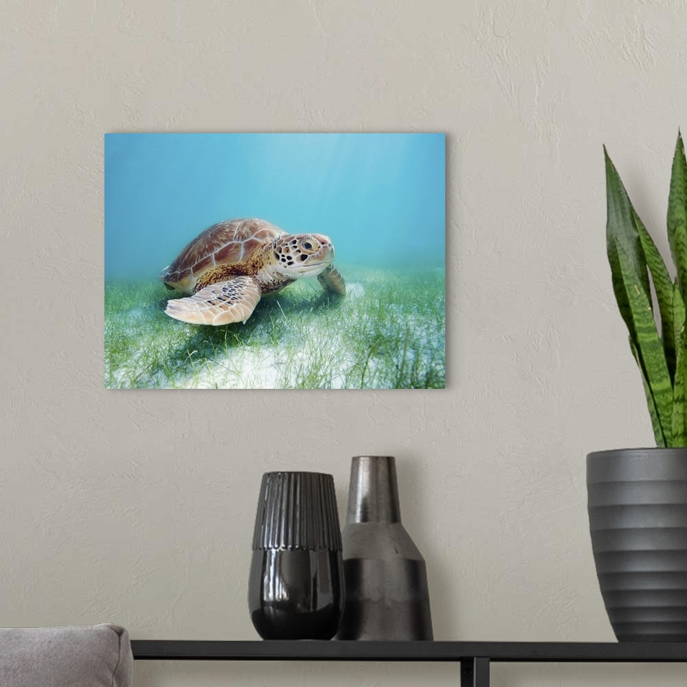 A modern room featuring Mexico, Akumal, Green Sea Turtle (Chelonia Mydas) An Endangered Species