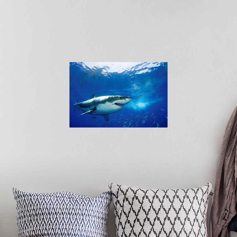 A bohemian room featuring Mexico, Guadalupe Island, Great White Shark (Carcharodon Carcharias)