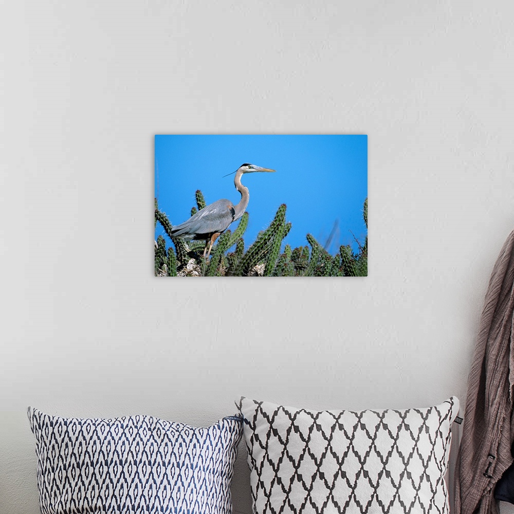 A bohemian room featuring Mexico, Sea Of Cortez, Closeup Of A Great Blue Heron On A Nest In Cactus