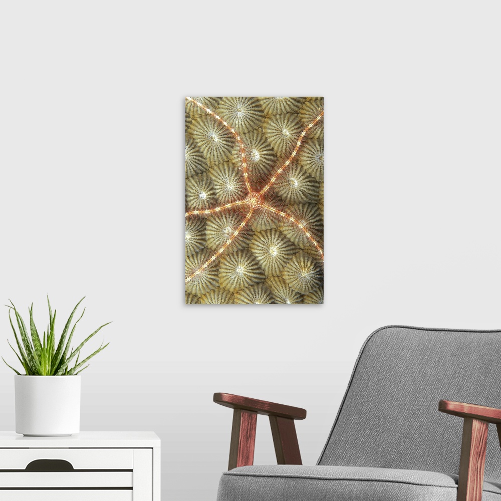 A modern room featuring Micronesia, Brittle Star On Hard Coral