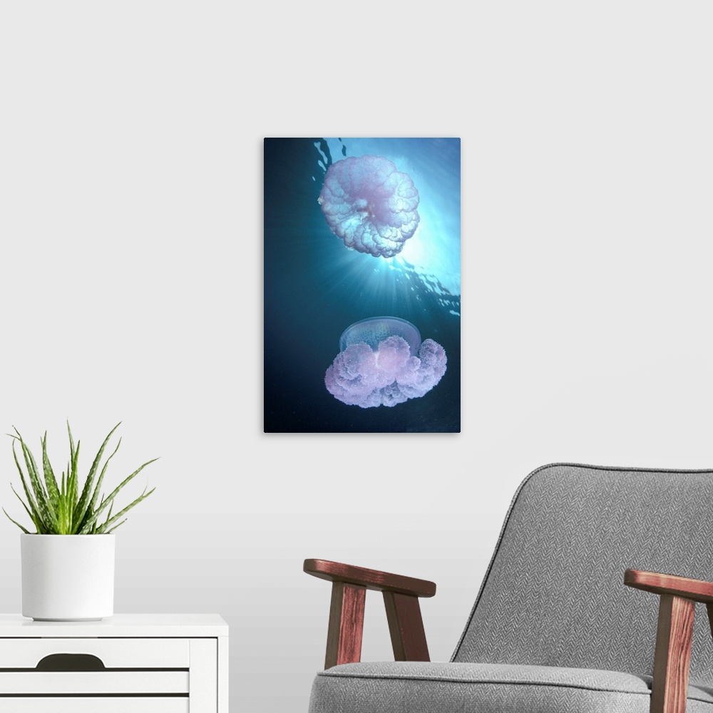 A modern room featuring Micronesia, Truk Lagoon, Pair Of Jellyfish Near Surface