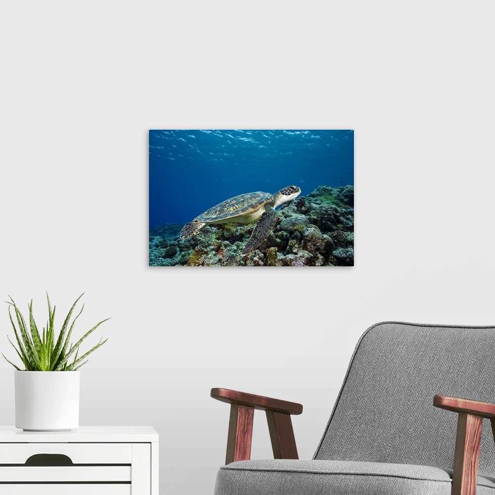 A modern room featuring Micronesia, Yap, Green Sea Turtle (Chelonia Mydas) Over Coral Reef