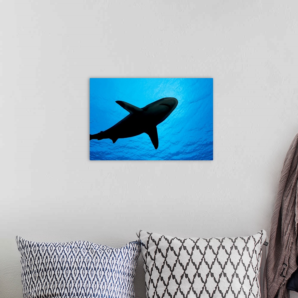A bohemian room featuring Micronesia, Yap, Silhouette Of A Grey Reef Shark (Carcharhinus Amblyrhynchos)