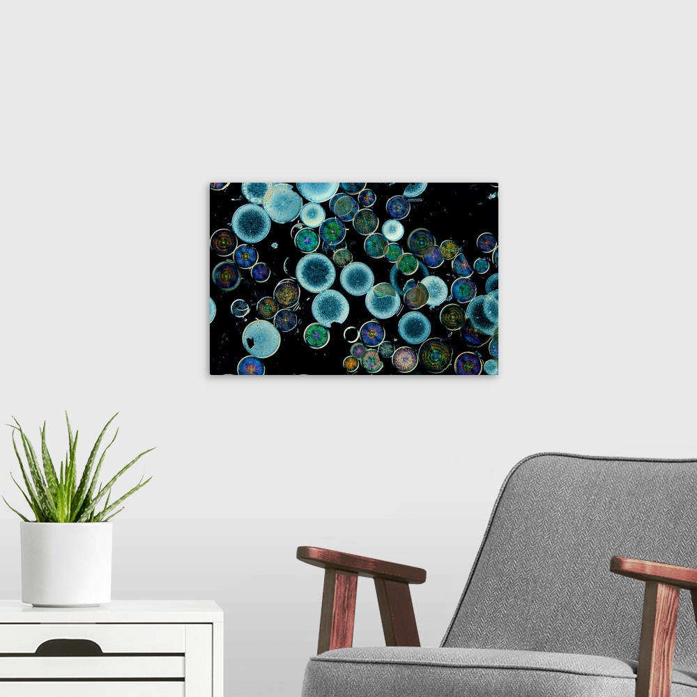 A modern room featuring Microscopic view of diatoms.