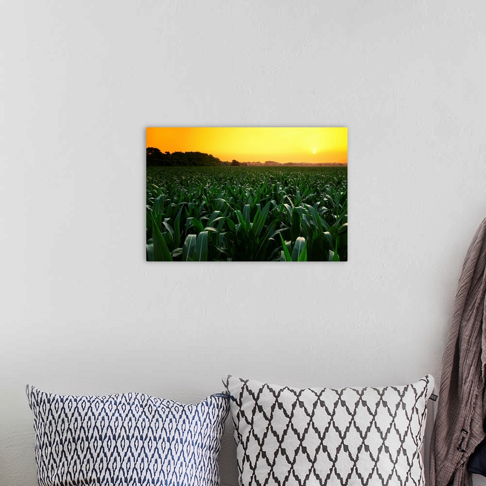 A bohemian room featuring Mid growth pre-tassel grain corn field at sunset with a farmstead in the distance