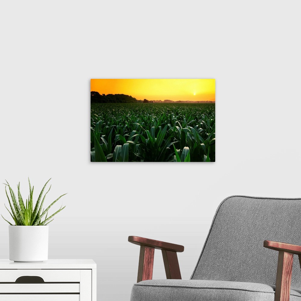 A modern room featuring Mid growth pre-tassel grain corn field at sunset with a farmstead in the distance