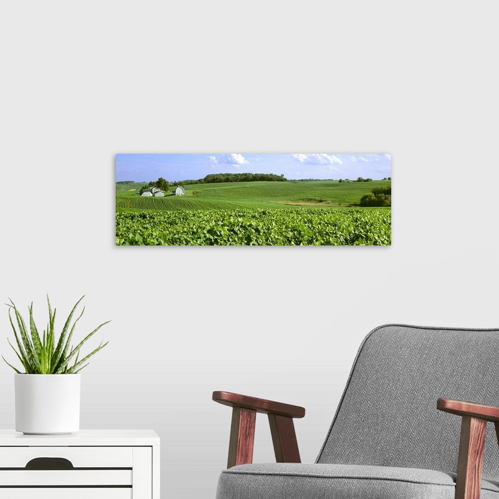 A modern room featuring Mid growth soybean fields on rolling hills
