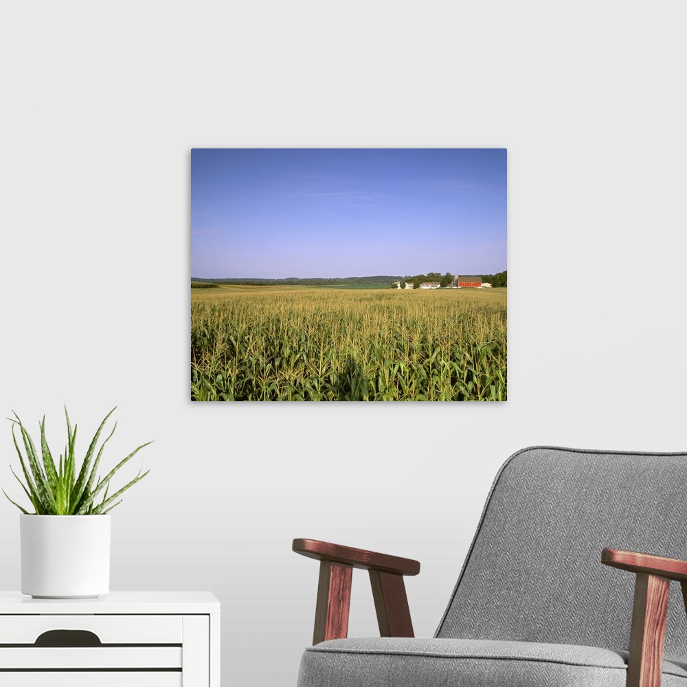 A modern room featuring Mid growth tasseled grain corn field in late afternoon light