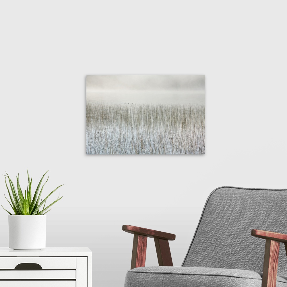A modern room featuring Mist On A Lake With Reeds; Ontario, Canada