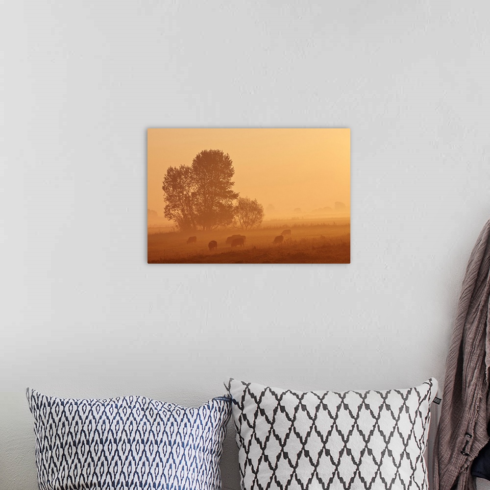 A bohemian room featuring Misty countryside glowing orange at sunrise with sheep (ovis aries) grazing in a pasture, in king...