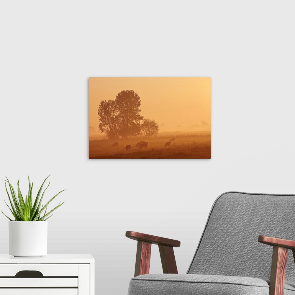 A modern room featuring Misty countryside glowing orange at sunrise with sheep (ovis aries) grazing in a pasture, in king...