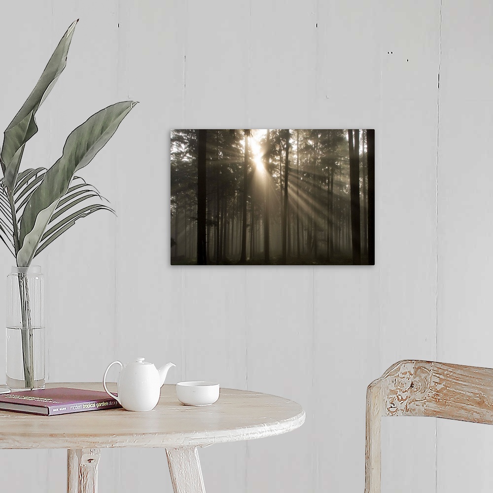 A farmhouse room featuring Misty Pine Forest With Sun Ray, Nibelungengau, Austria