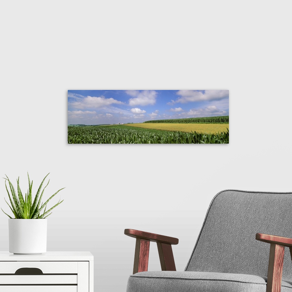 A modern room featuring Mixed fields of mid growth grain corn, soybeans and maturing oats with farmsteads