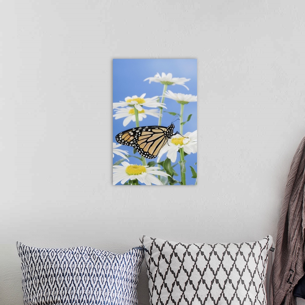 A bohemian room featuring Monarch Butterfly In Daisies