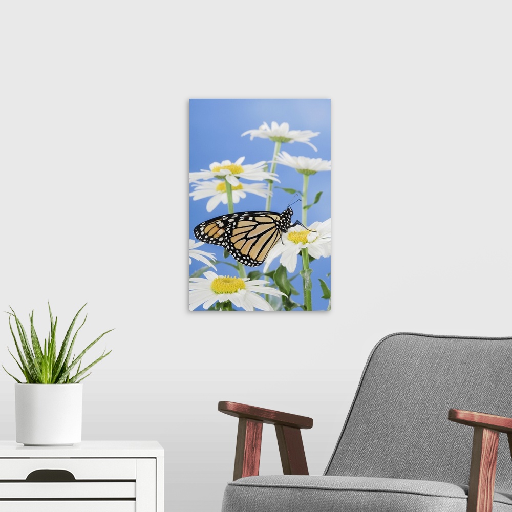 A modern room featuring Monarch Butterfly In Daisies