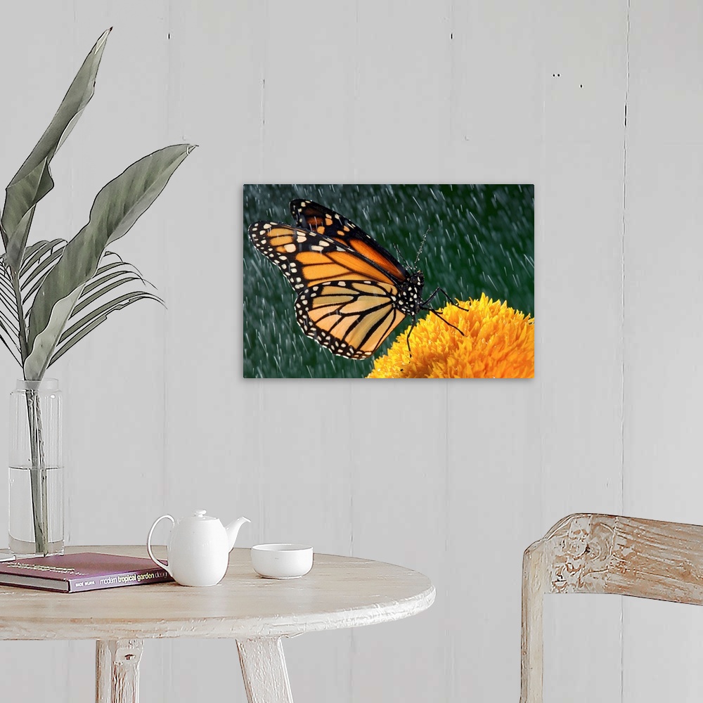 A farmhouse room featuring Monarch Butterfly In Rain On Sunflower, Nova Scotia, Canada